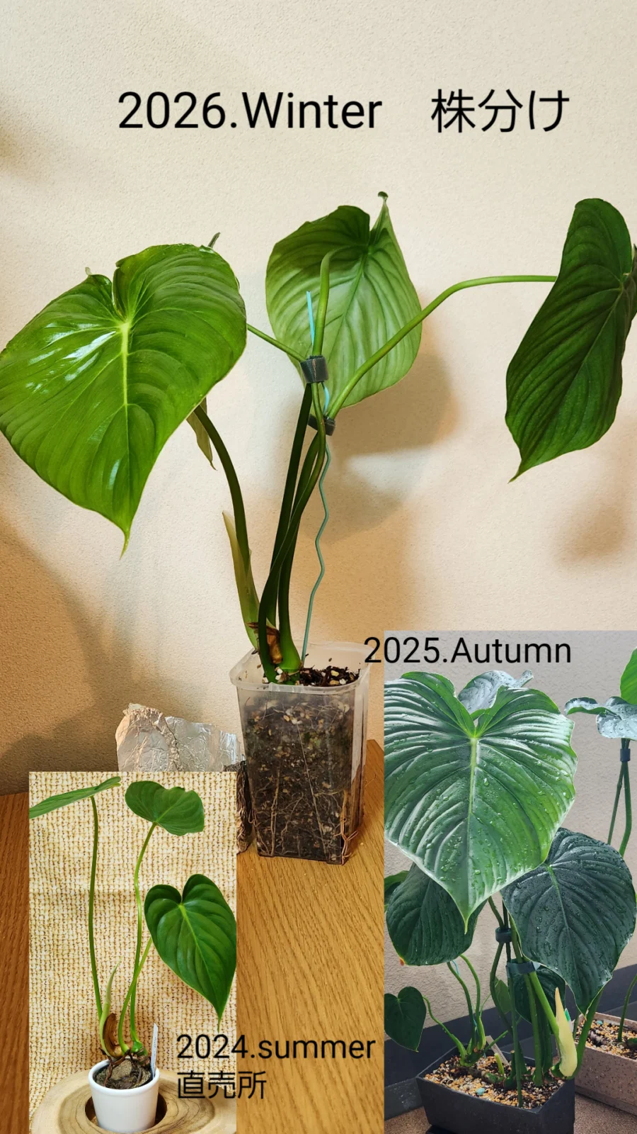 フィロデンドロン　パスタザナム　直売所より