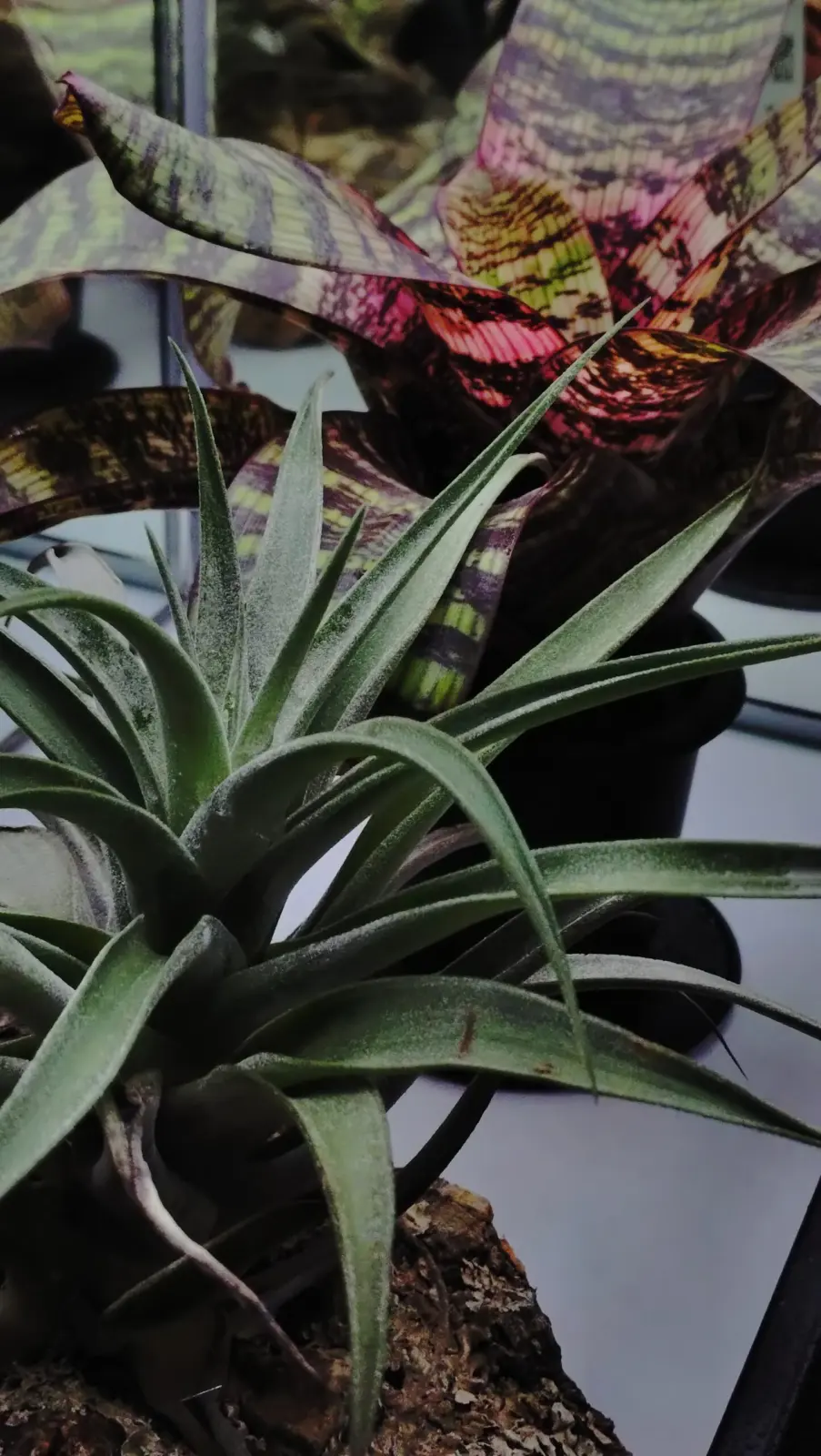 ティランジア　ホンジュレンシス風　フリーセア　レッドチェスナット