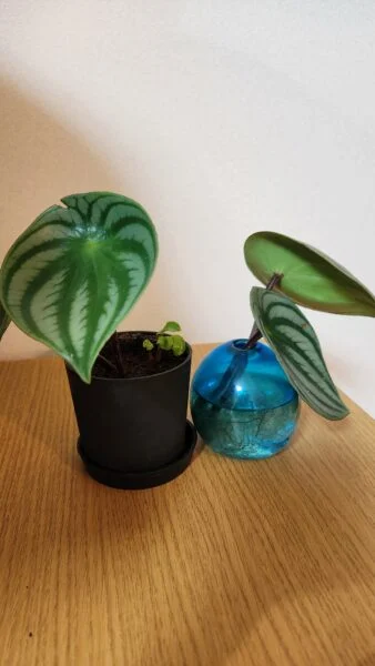 ペペロミア　サンデルシー