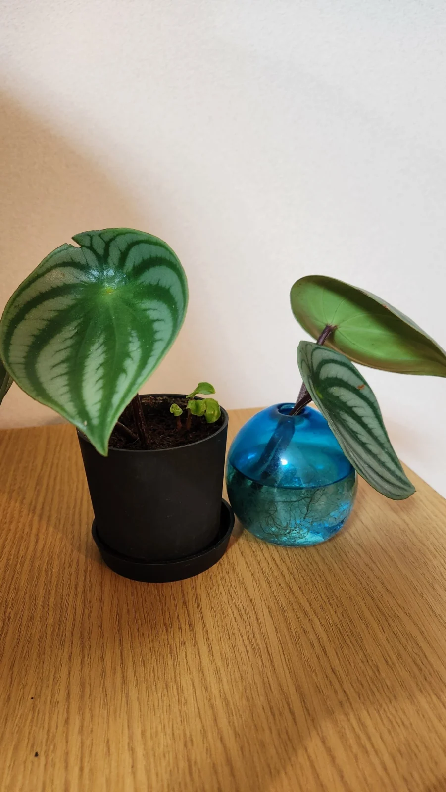 ペペロミア サンデルシー