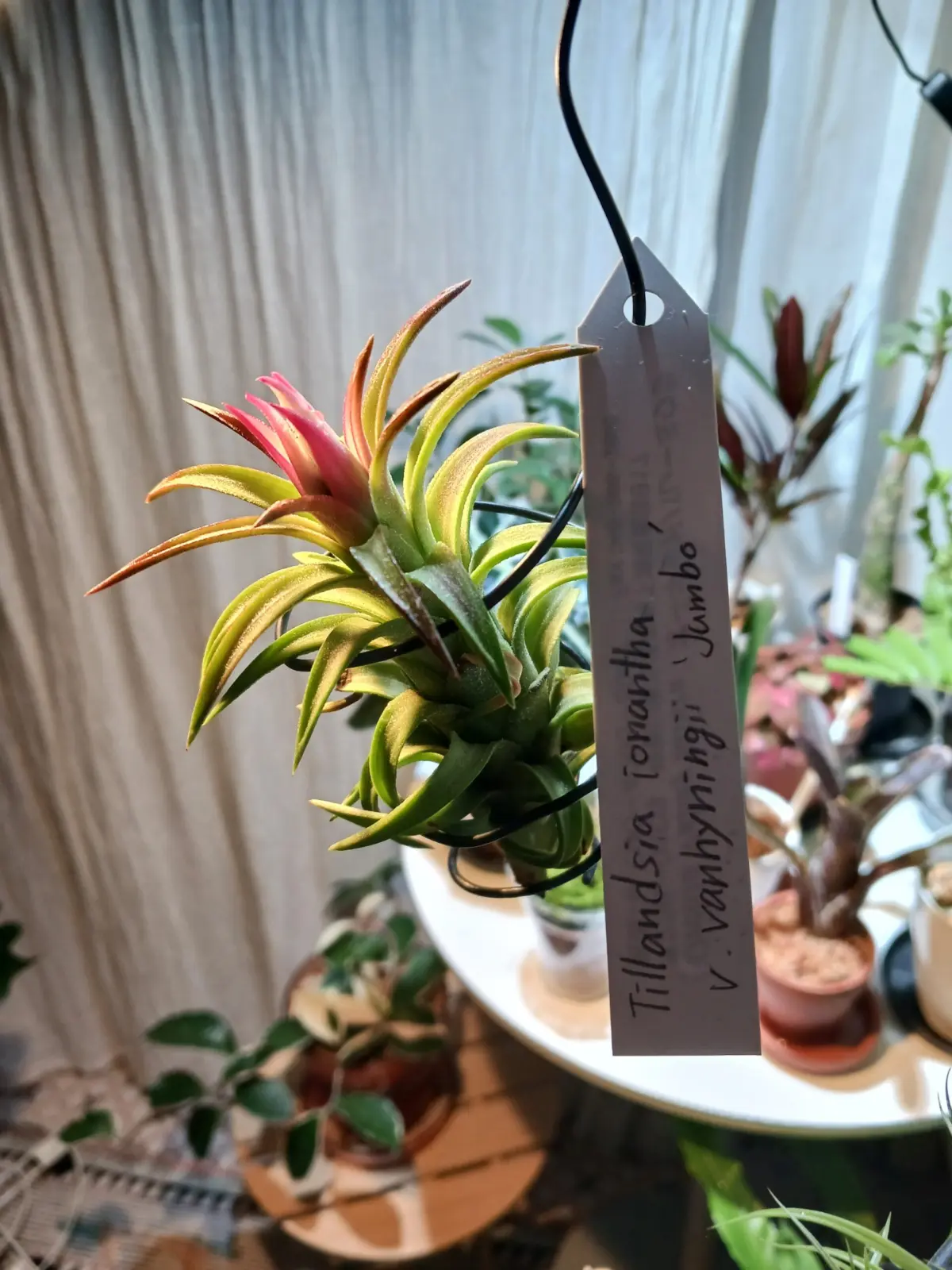 バンハイニンギージャンボ　ティランジア