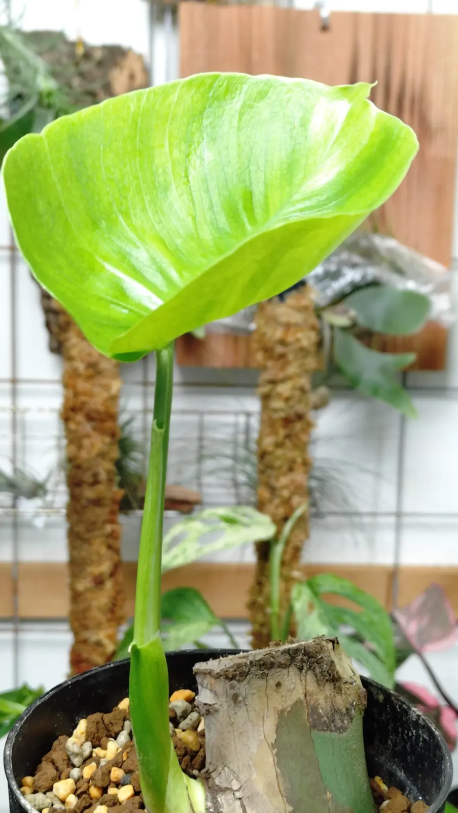 モンステラ　デリシオーサ