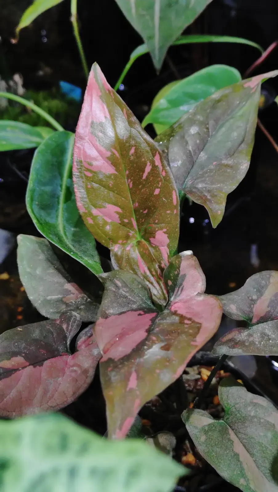 シンゴニウム　ピンクスプラッシュ