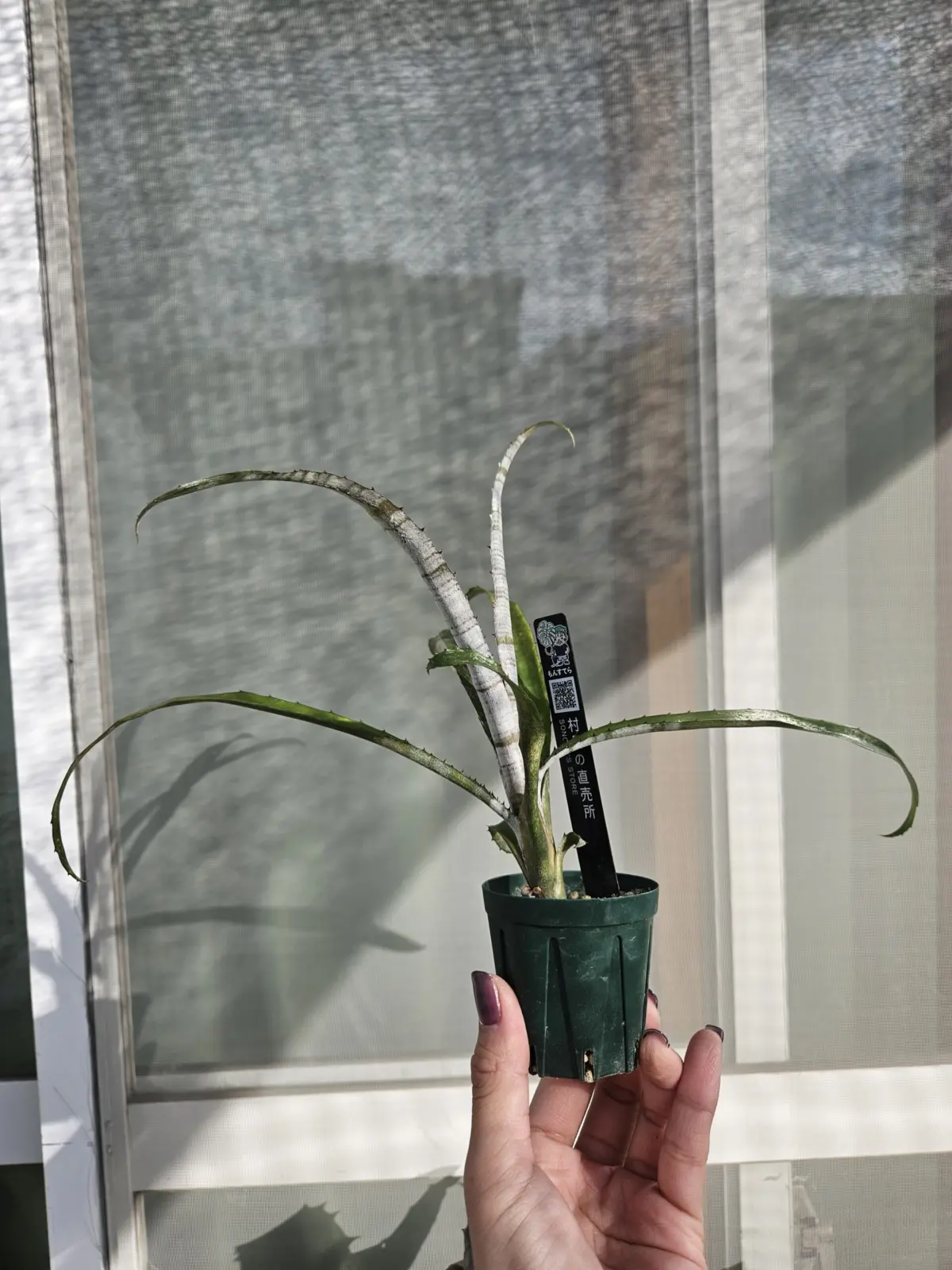 ビルベルギア　パイプライン