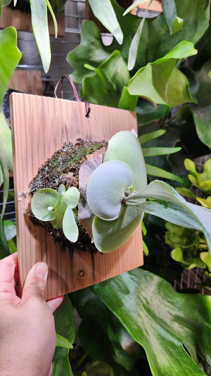 ビカクシダ　E-1　仔株