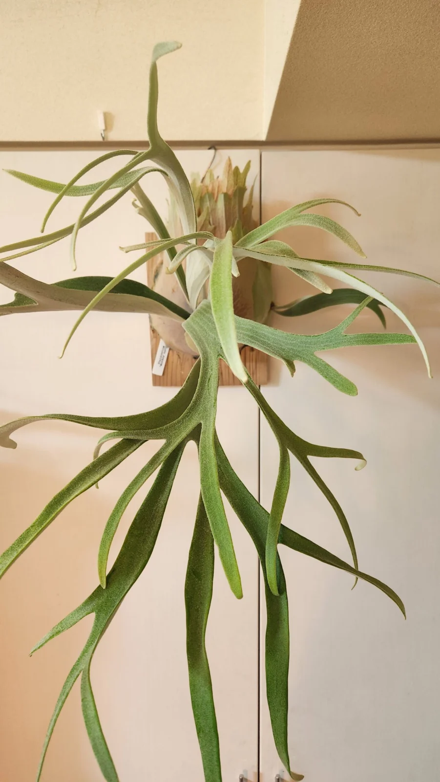 ビカクシダ　モンキーノース(成長過程)