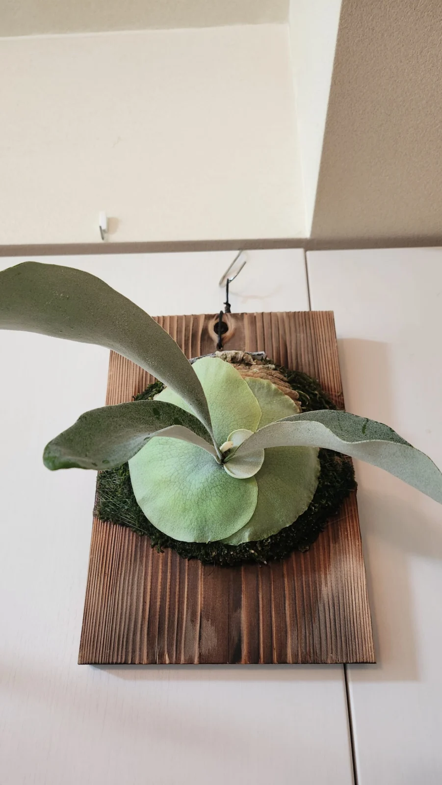 ビカクシダ オモ ポーラーベア