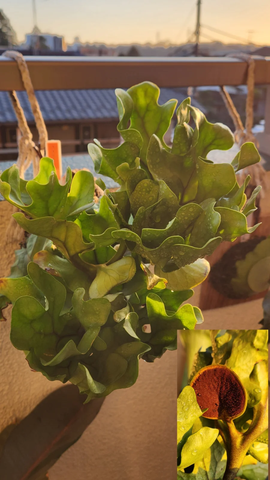 ビカクシダ　リドレイドワーフ