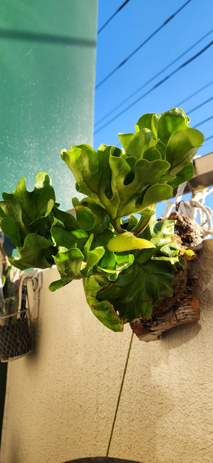 ビカクシダ　リドレイドワーフ　その➁