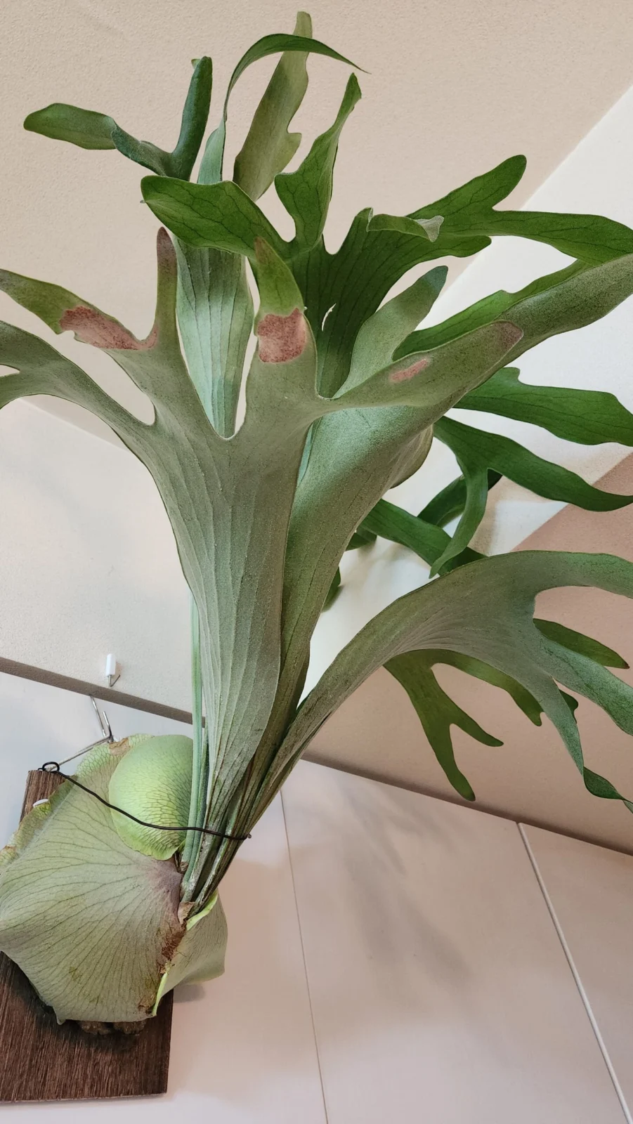 ビカクシダ　ネザーランド