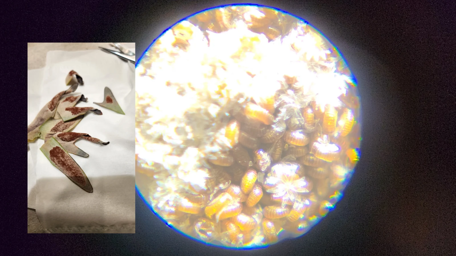 ビカクシダ　E-1　胞子