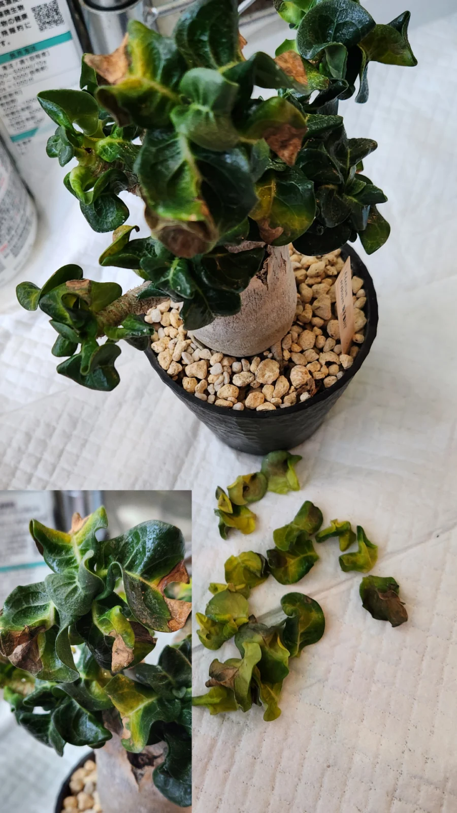 アデニウム　アラビカム獅子葉