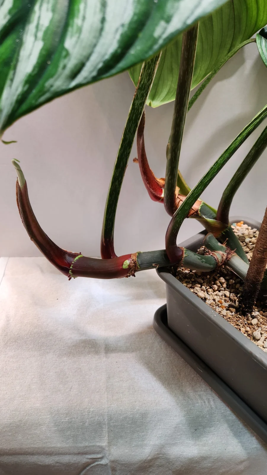 フィロデンドロン　プロウマニーウォーターメロン