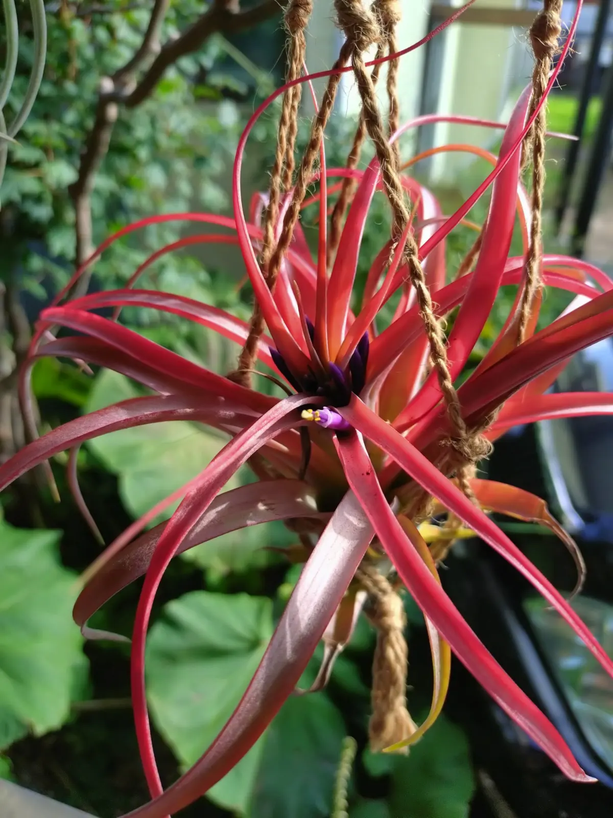 ティランジア　ブラキカウロス