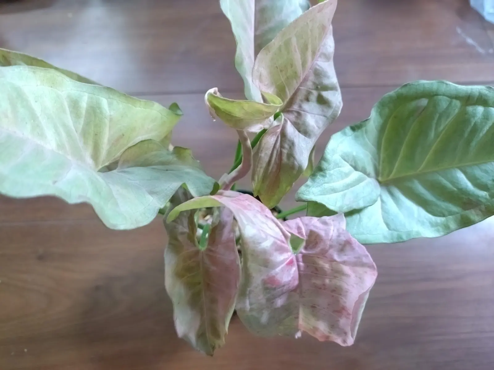 シンゴニウム　ピンクダイヤモンド　害虫？