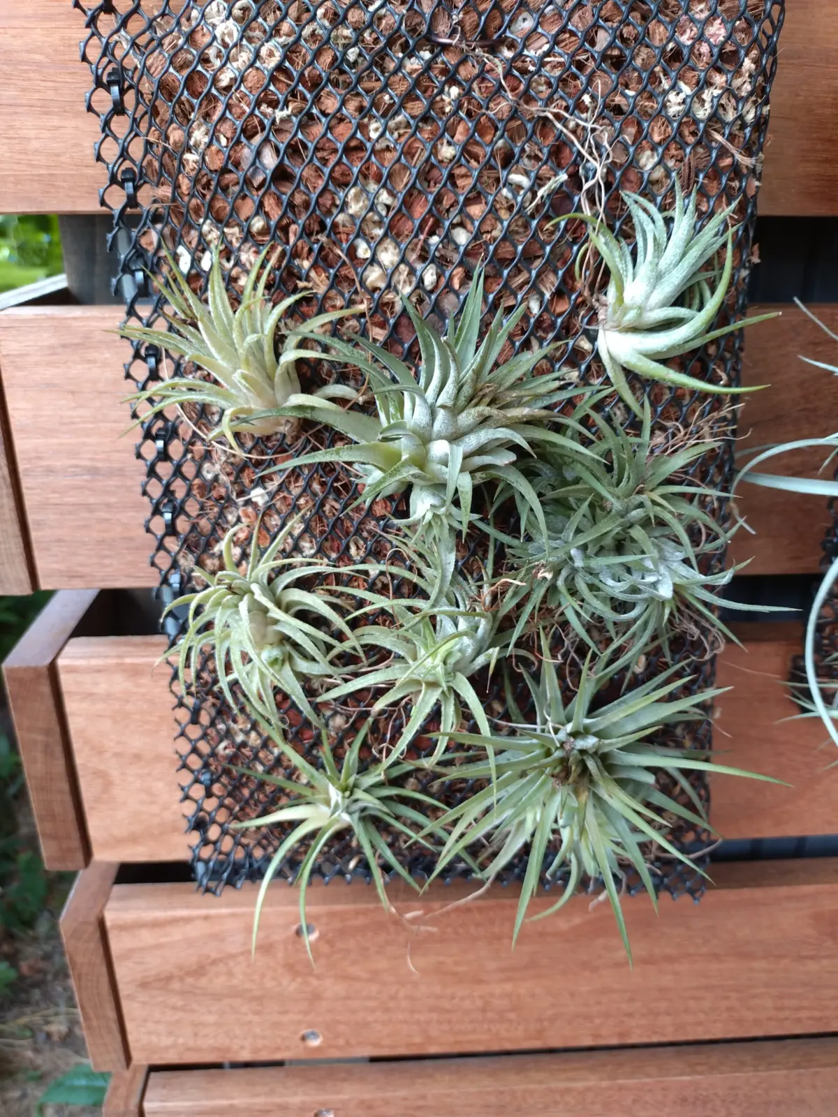 ティランジア　イオナンタ　札落ち