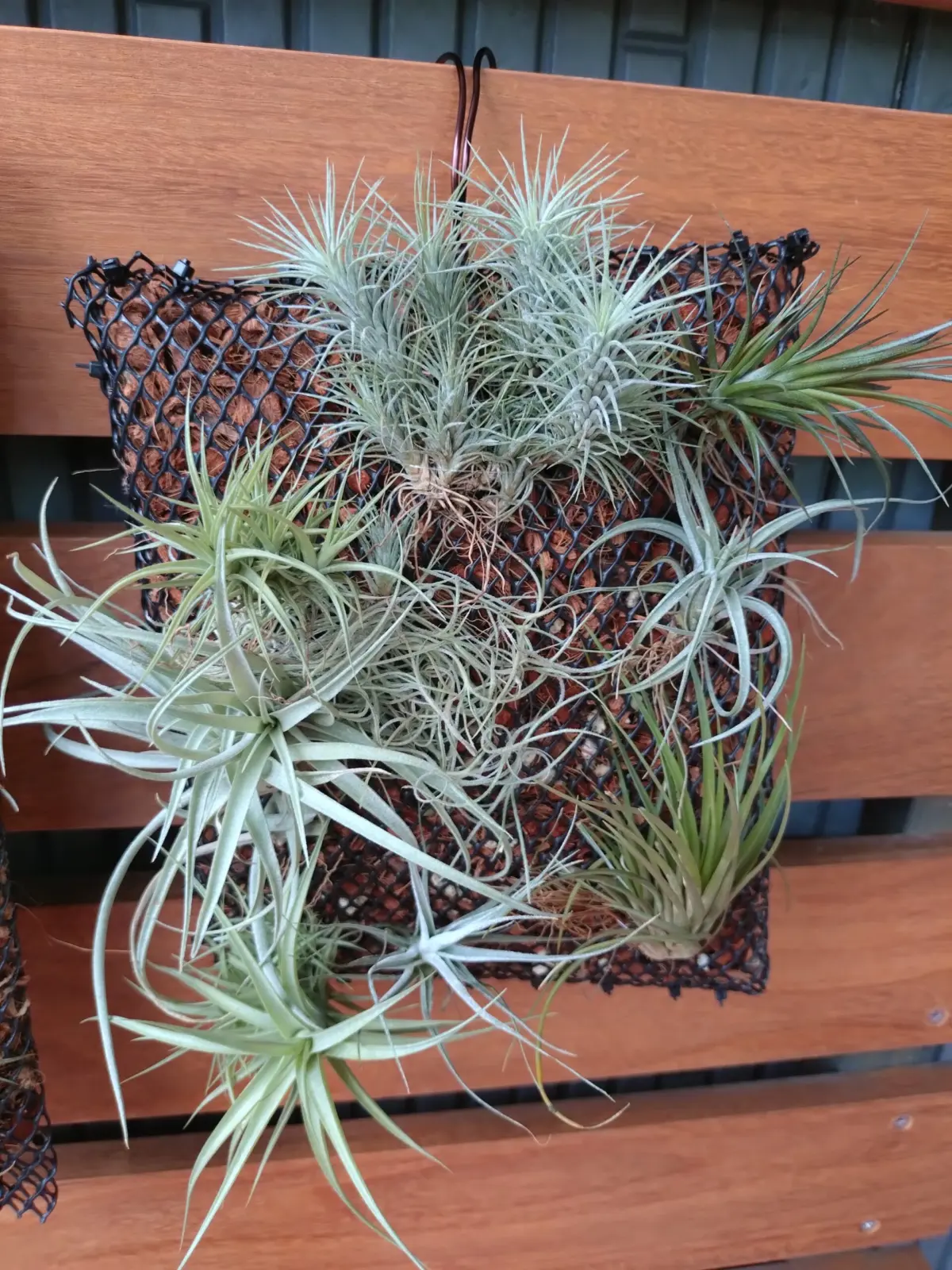 ティランジア　札落ち