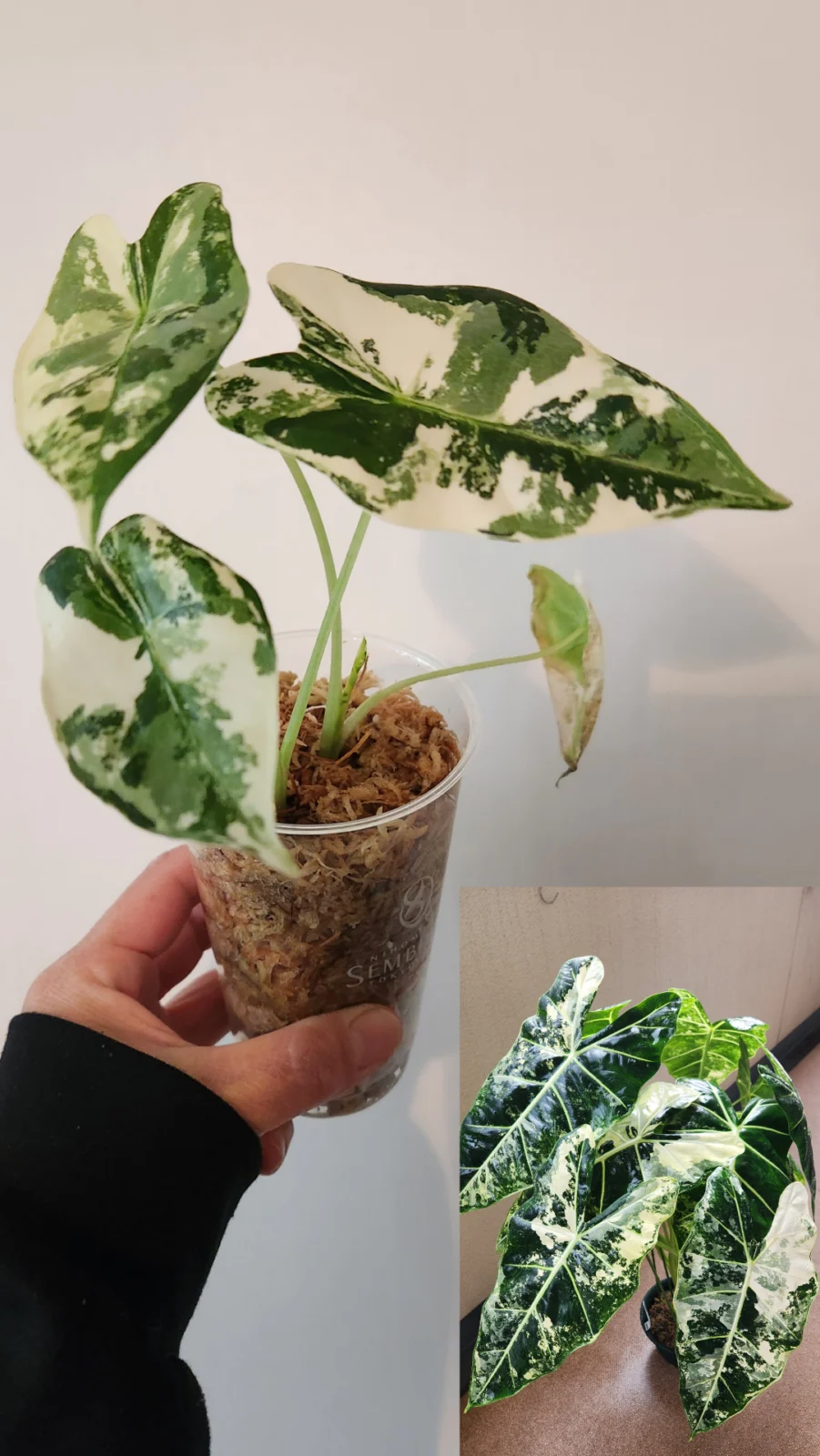 アロカシア　グリーンベルベット斑入り(芋から)