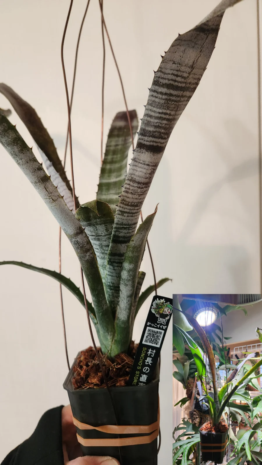 ビルベルギア　パイプライン