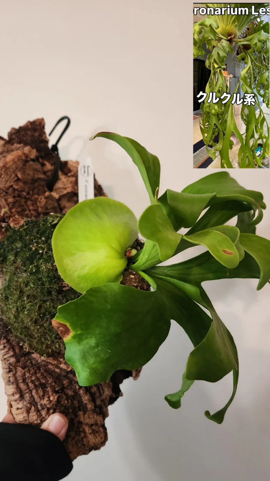 ビカクシダ　コロナリウム　リサッシャ(リサーシャ)