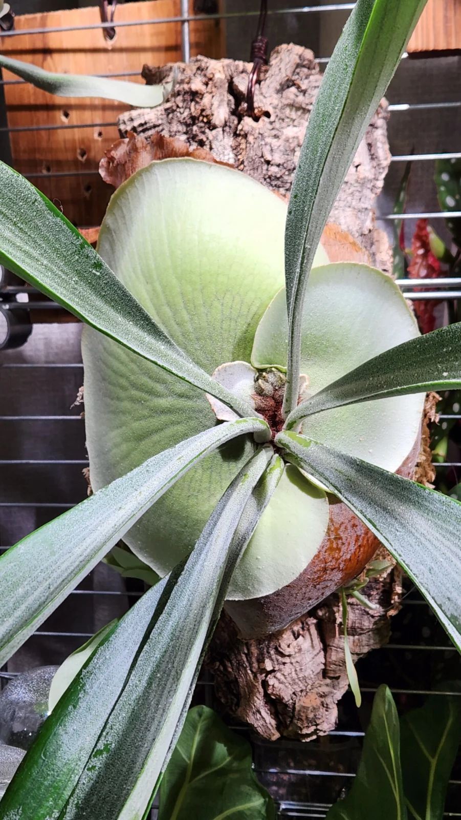 ビカクシダ　E-1