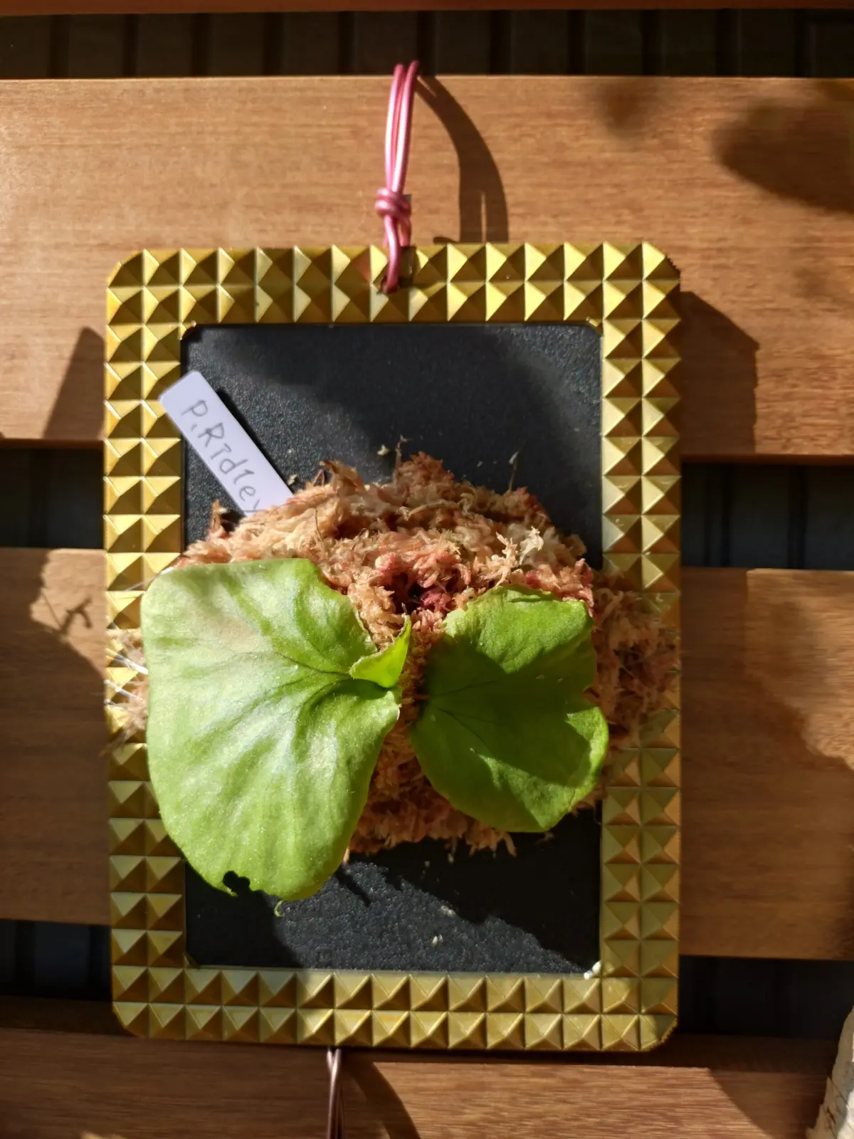 ビカクシダ　リドレイ　胞子培養