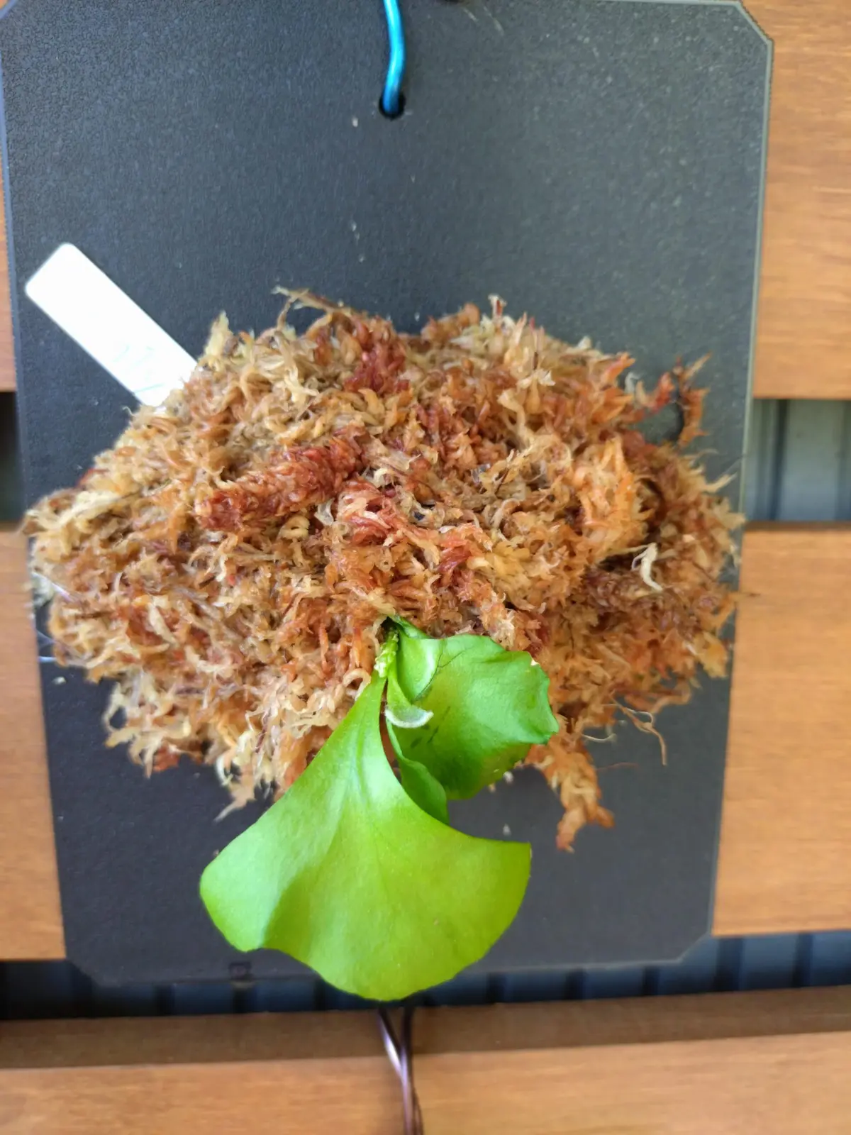 ビカクシダ　リドレイ　胞子培養