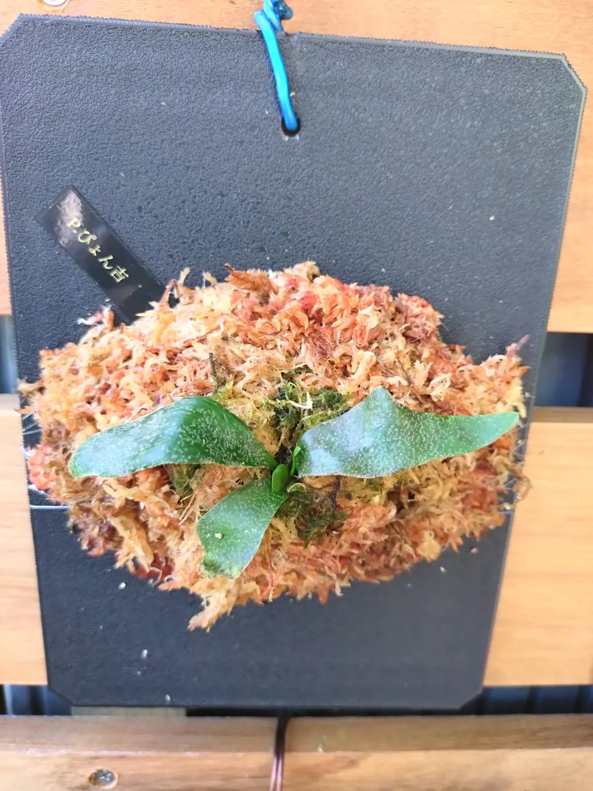 ビカクシダ　ピョン吉