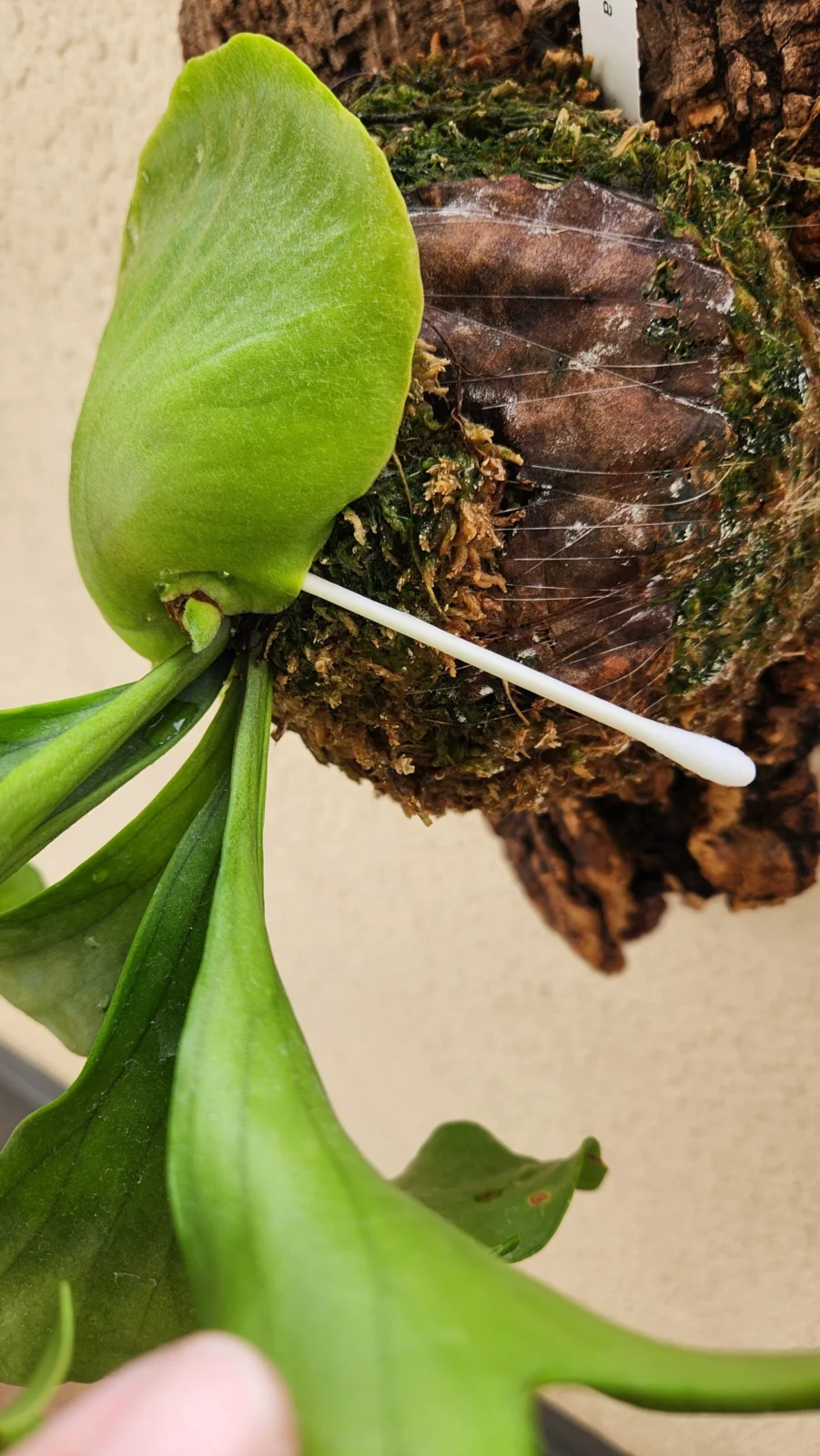 ビカクシダ　リサッシャ(リサーシャ)