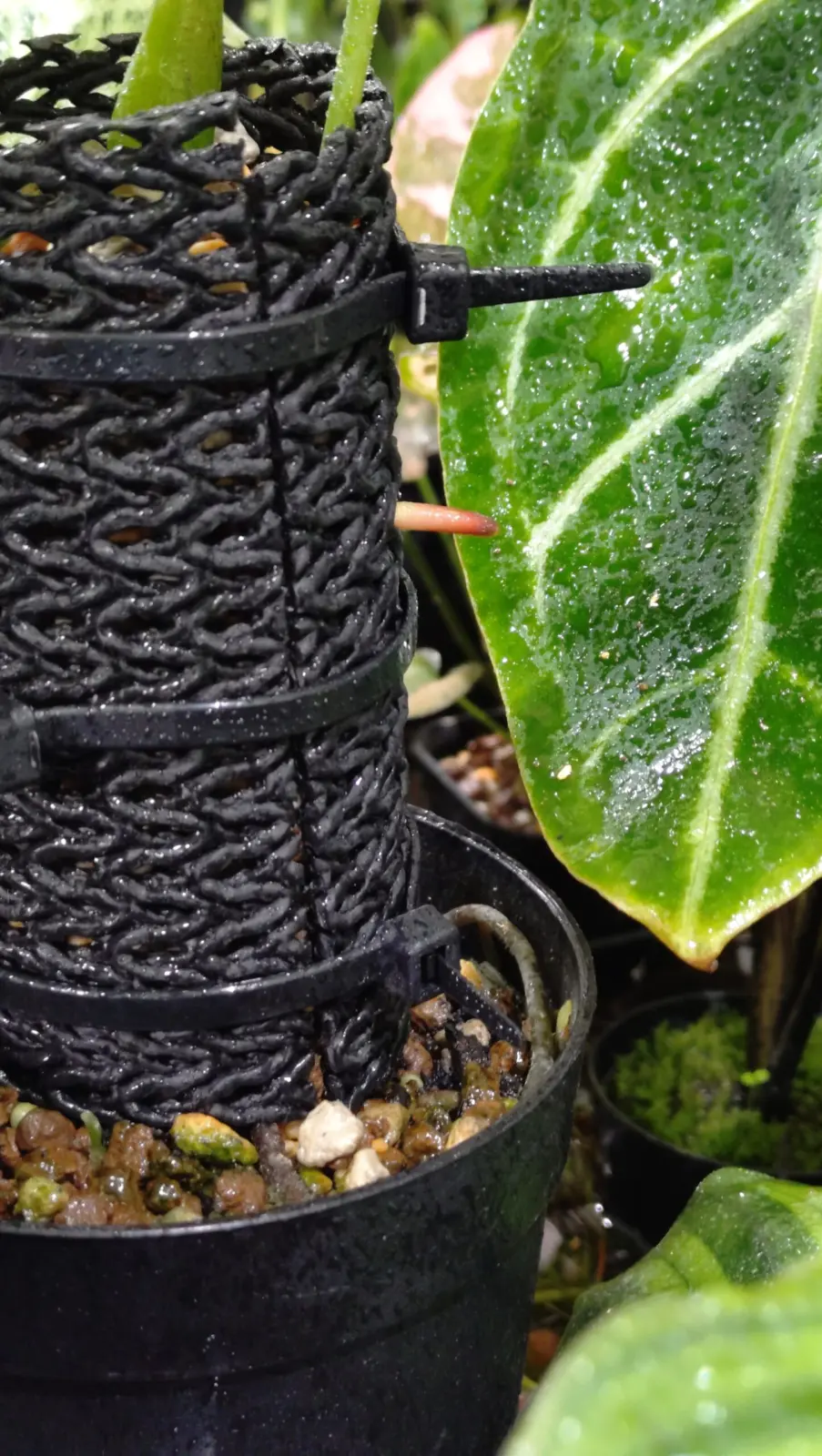 アンスリウム　グイルディンギー