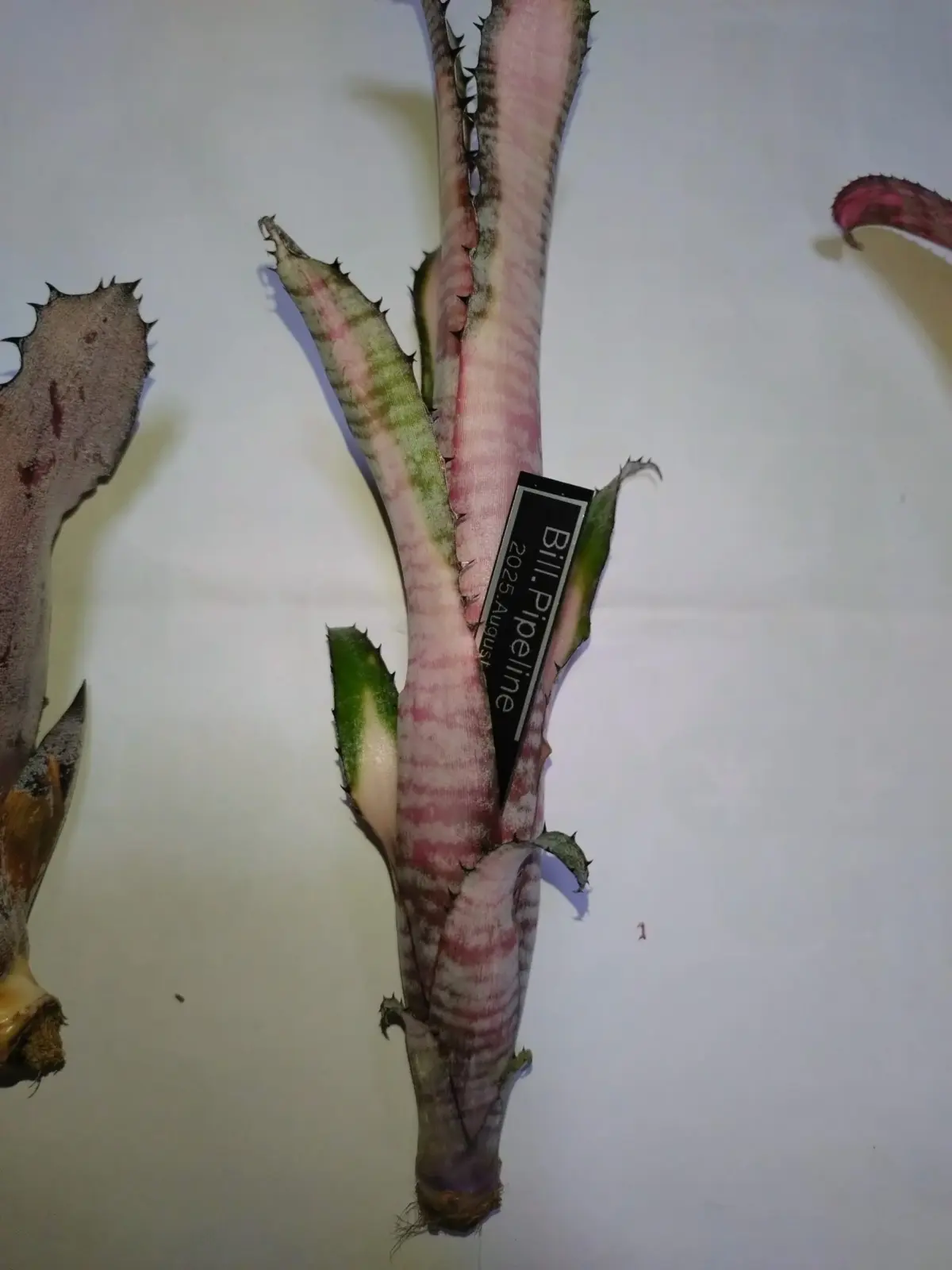 ビルベルギア　パイプライン