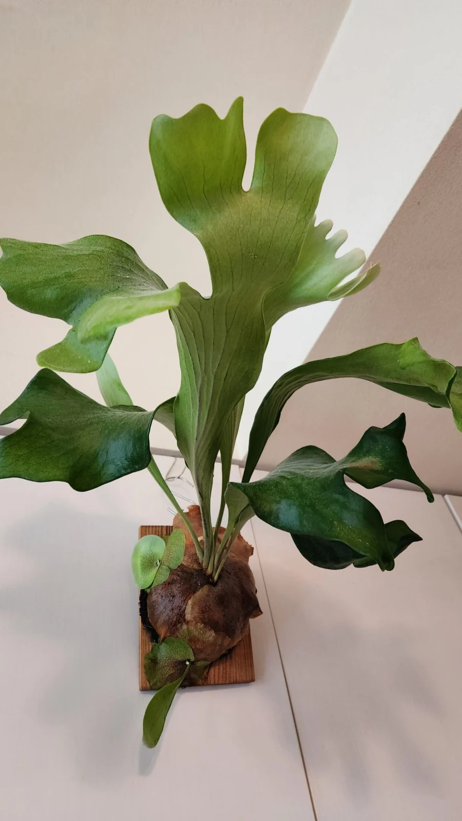 ビカクシダ　ヒリー・ブンラン(成長過程)