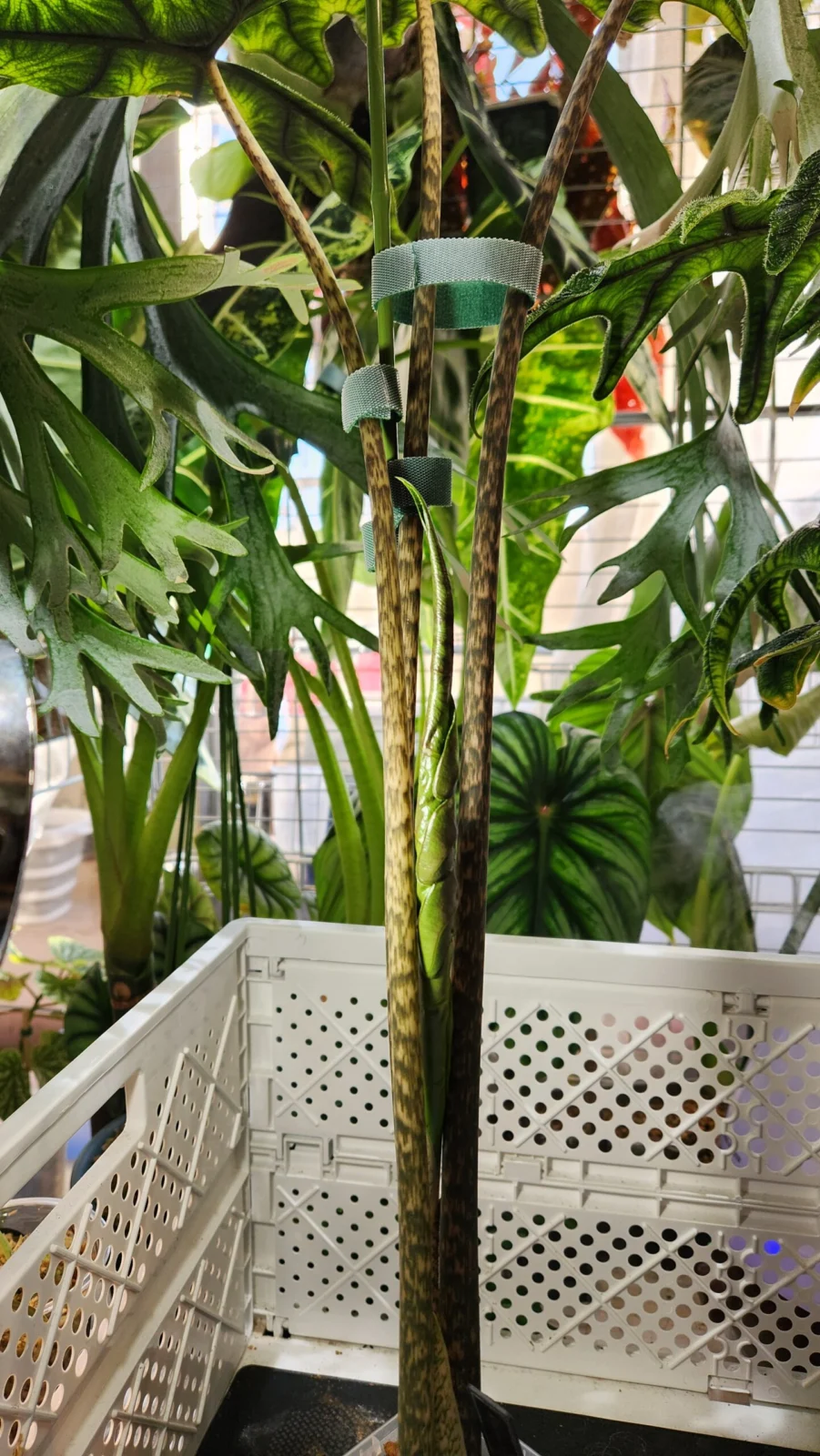 アロカシア　ジャックリン