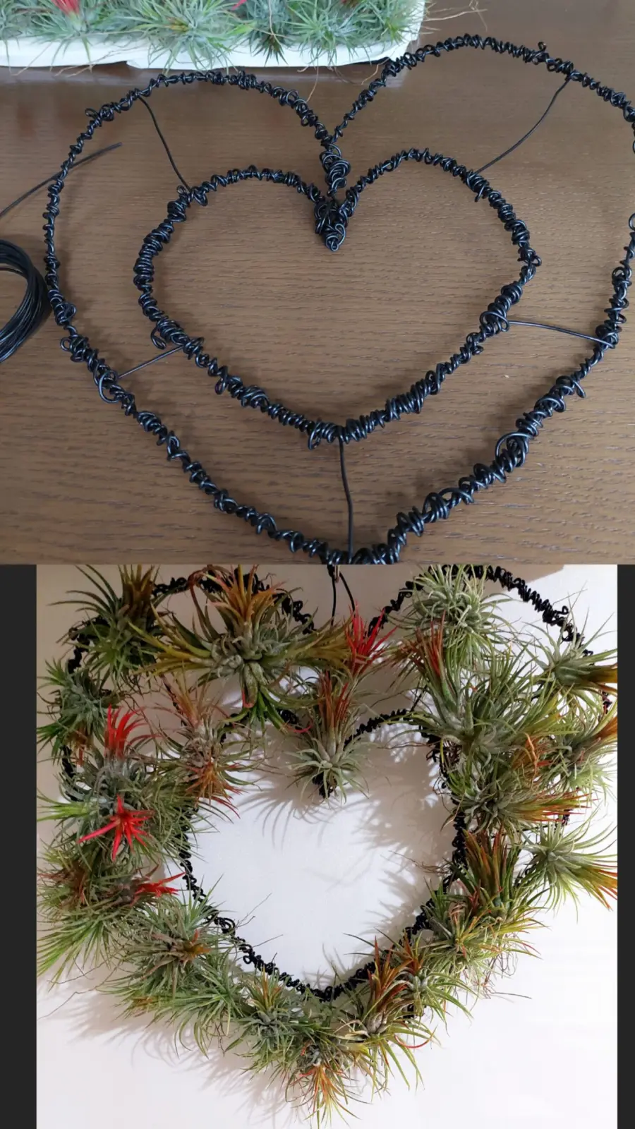 ティランジア　イオナンタ　フエゴ