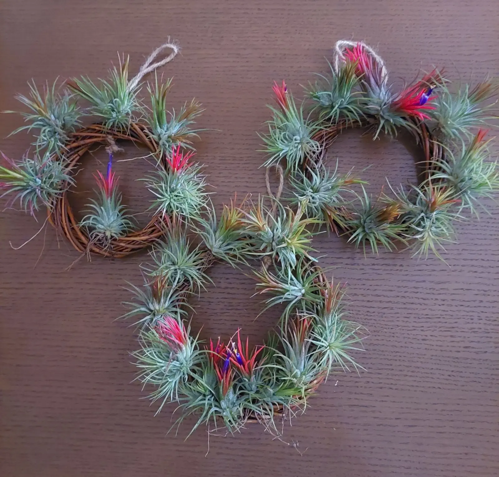 ティランジア　イオナンタ　フエゴ