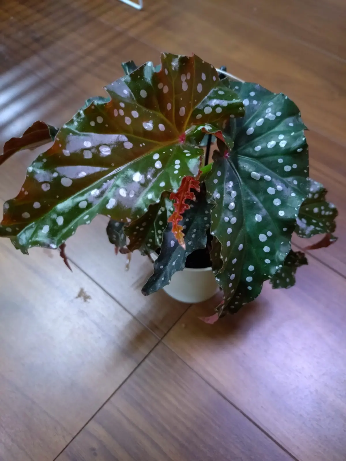 ベゴニア　ブラックフォレスト