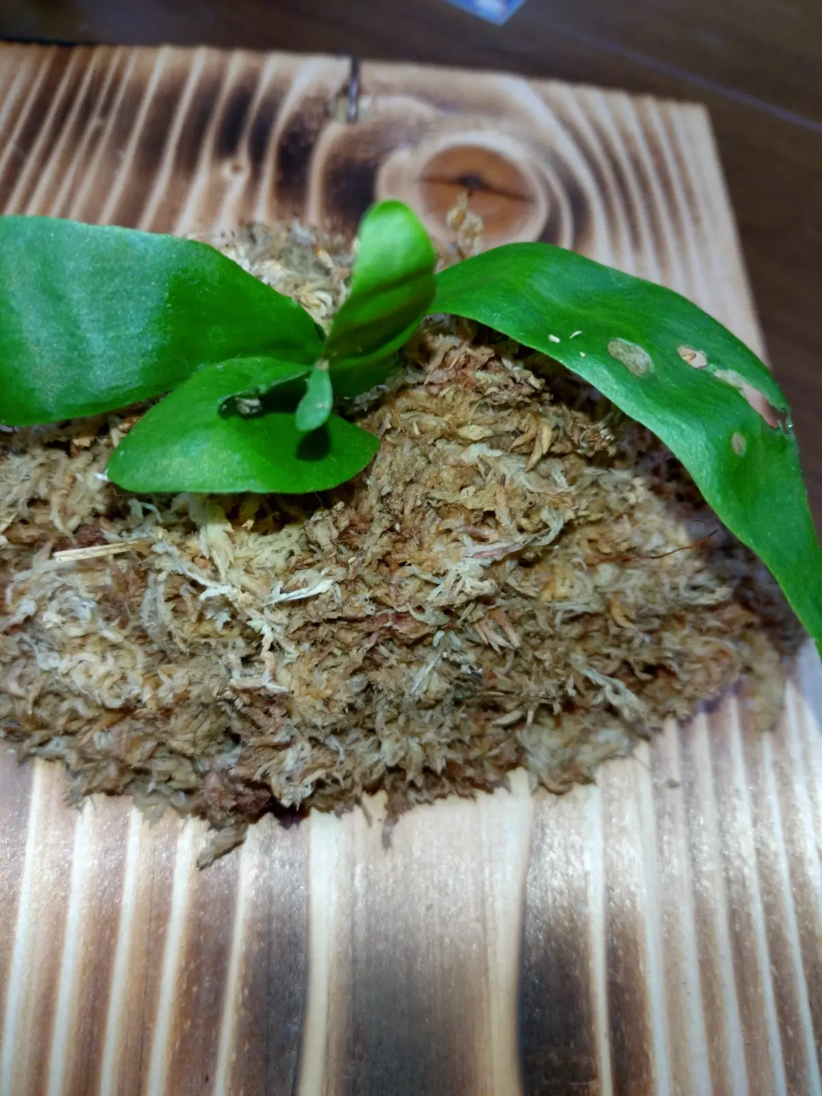 ビカクシダ　マネー　害虫