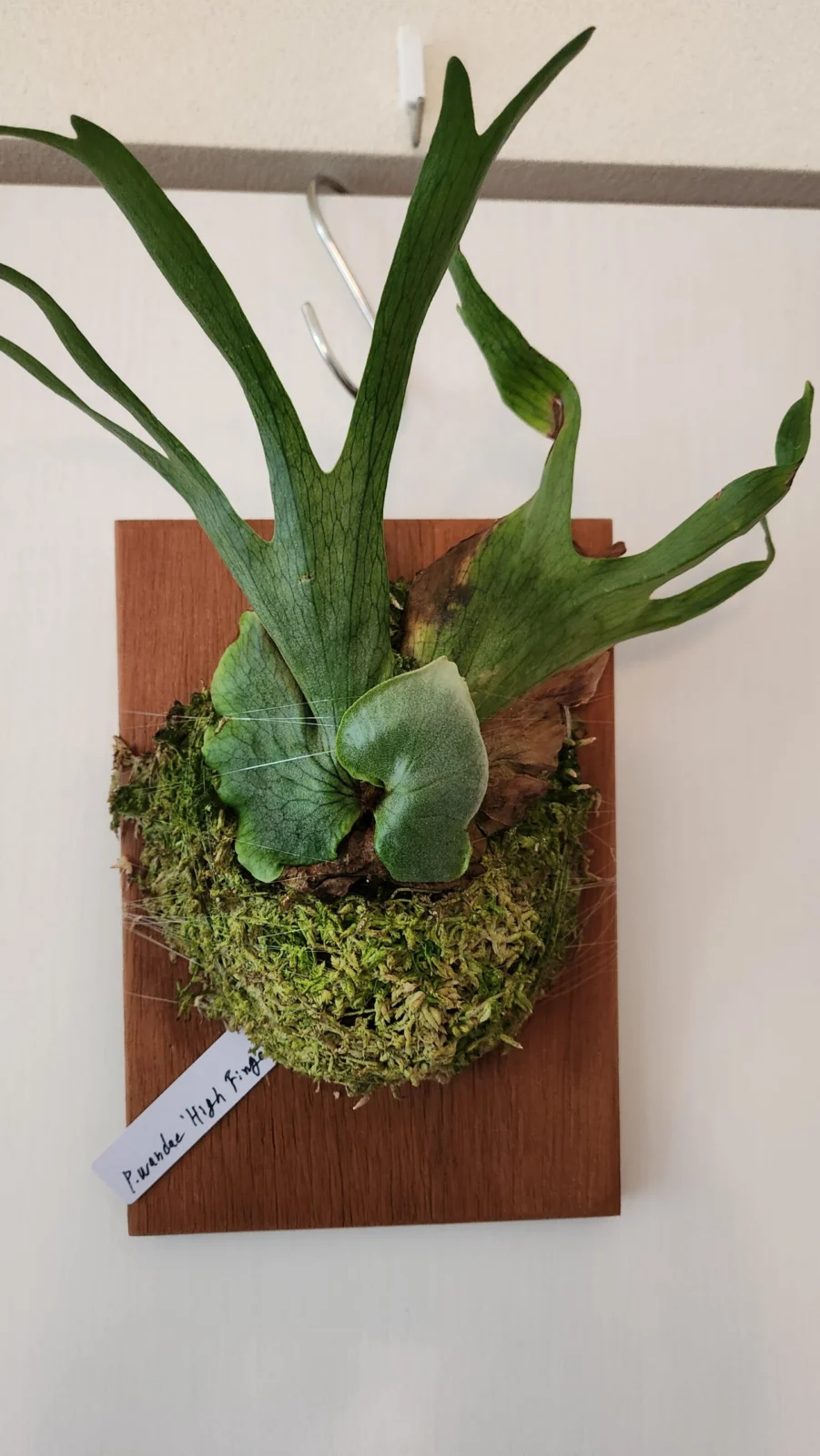 ビカクシダ　ワンダエ　ハイフィンガー