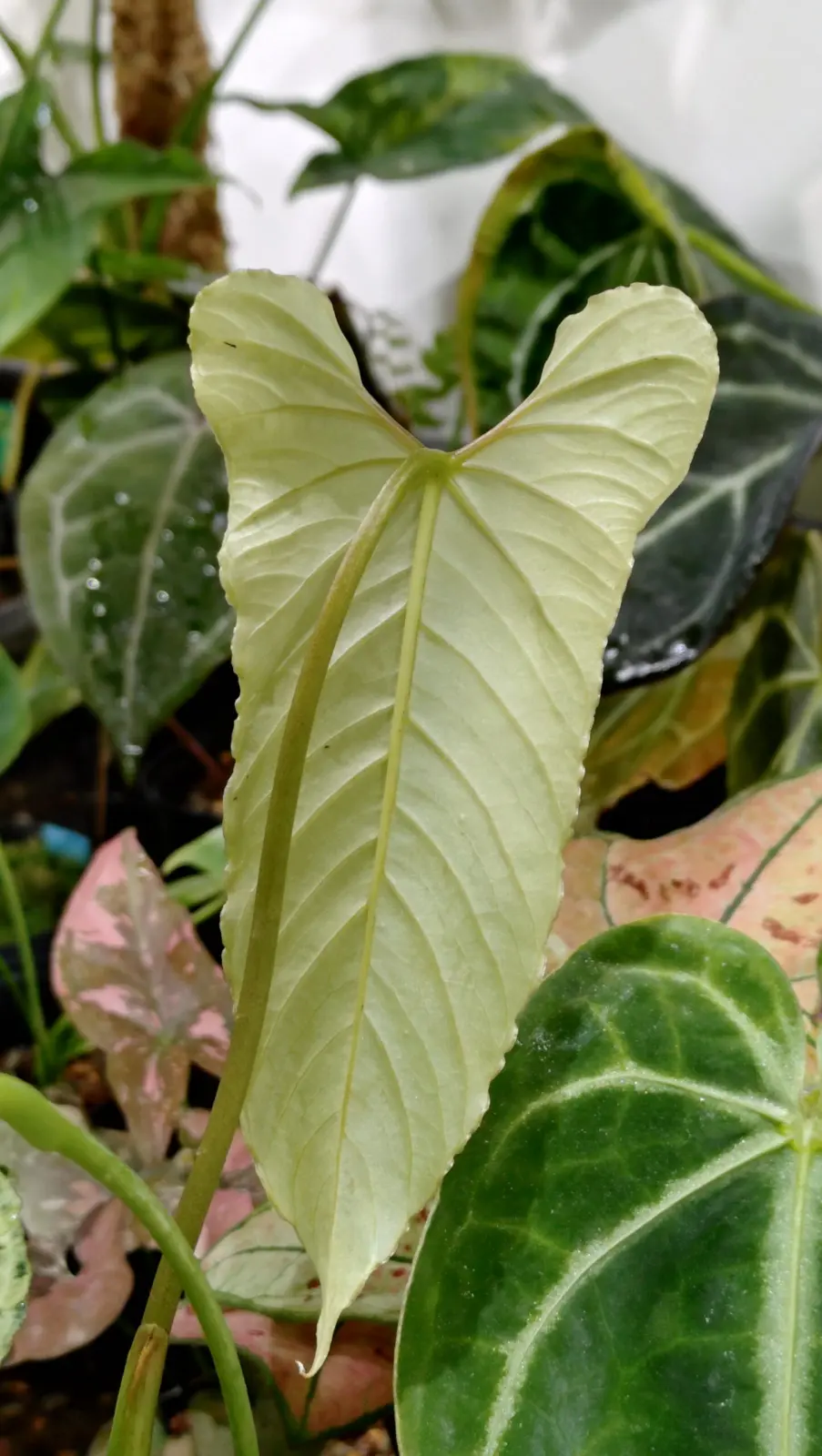 アンスリウム　グイルディンギー