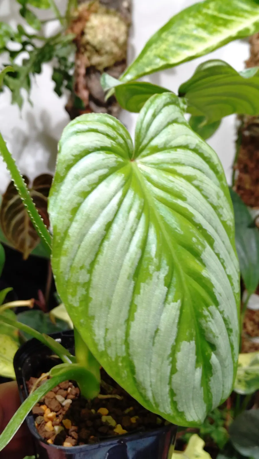 フィロデンドロン　マメイ　シルバー