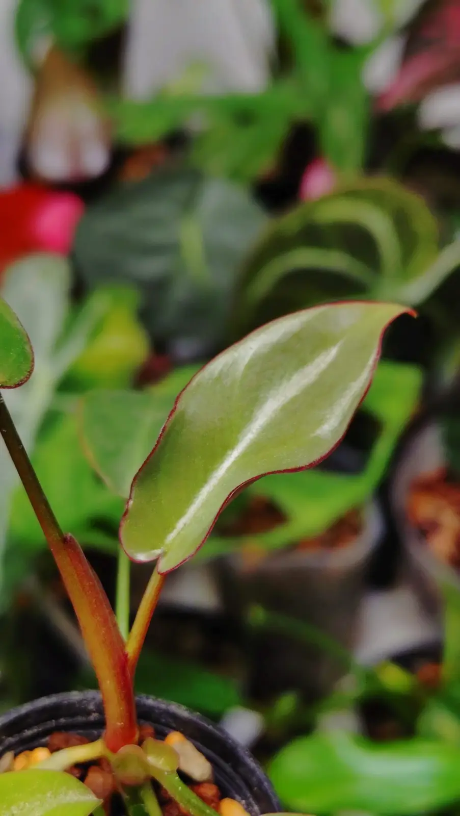 フィロデンドロン　アタバポエンセ