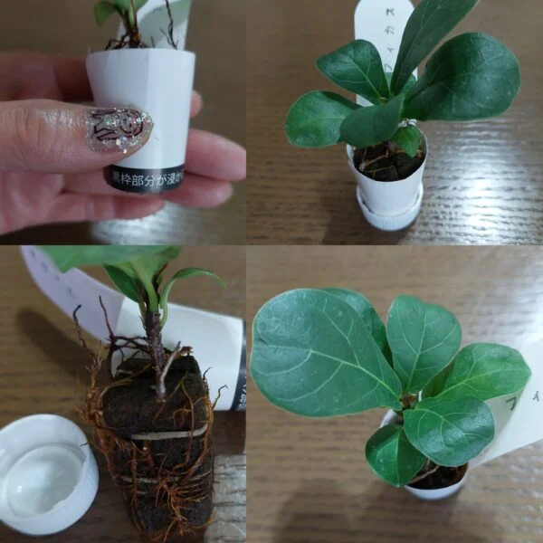 フィカス