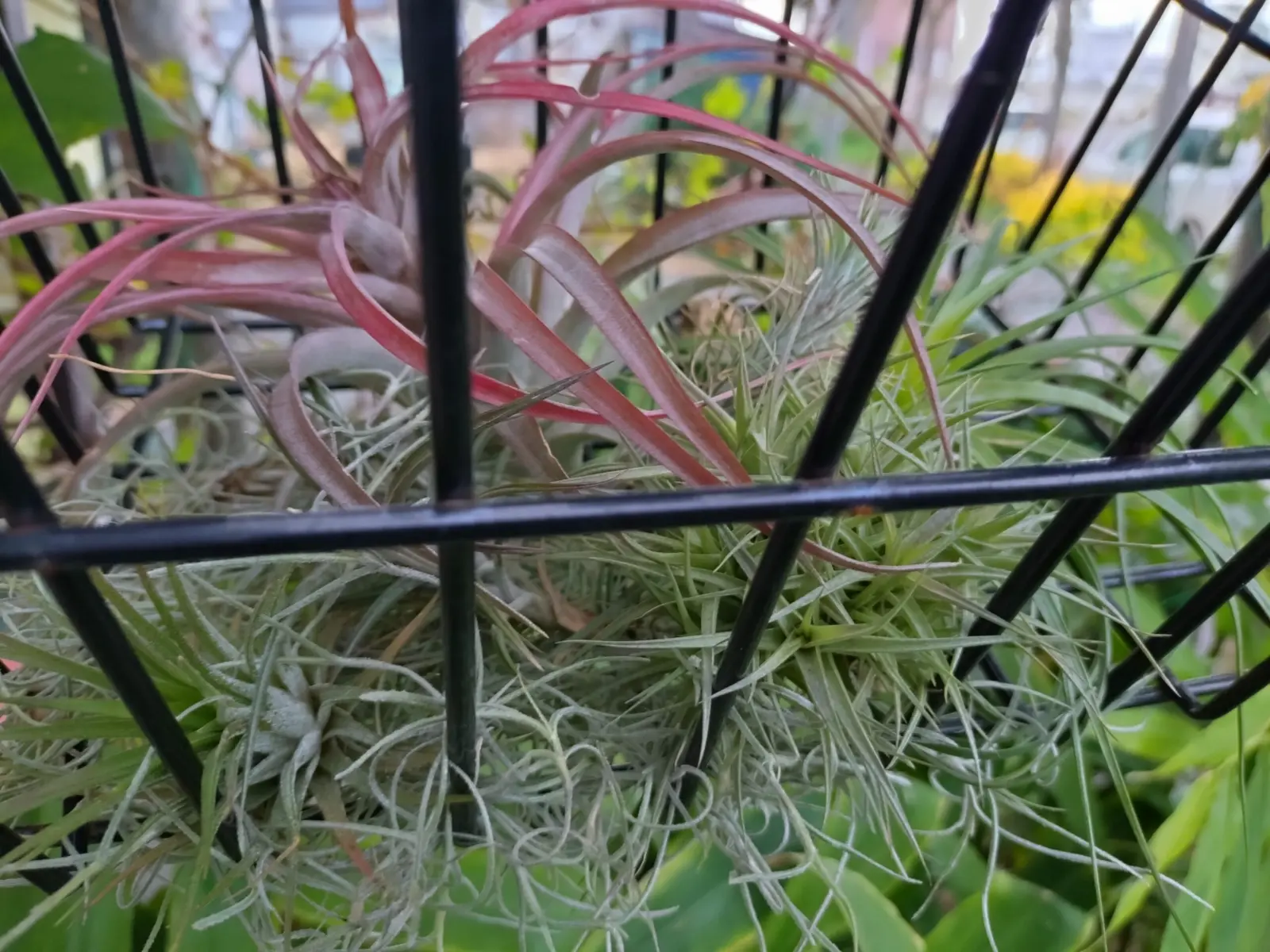 ティランジア　札落ち　耐寒試験