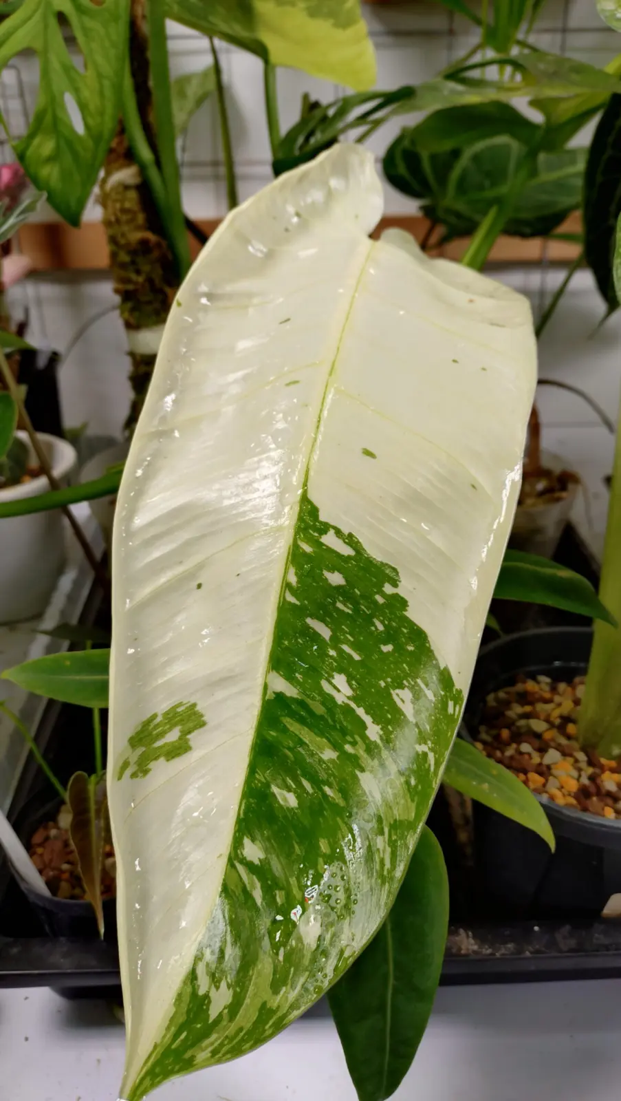 フィロデンドロン　ジョセボーノ