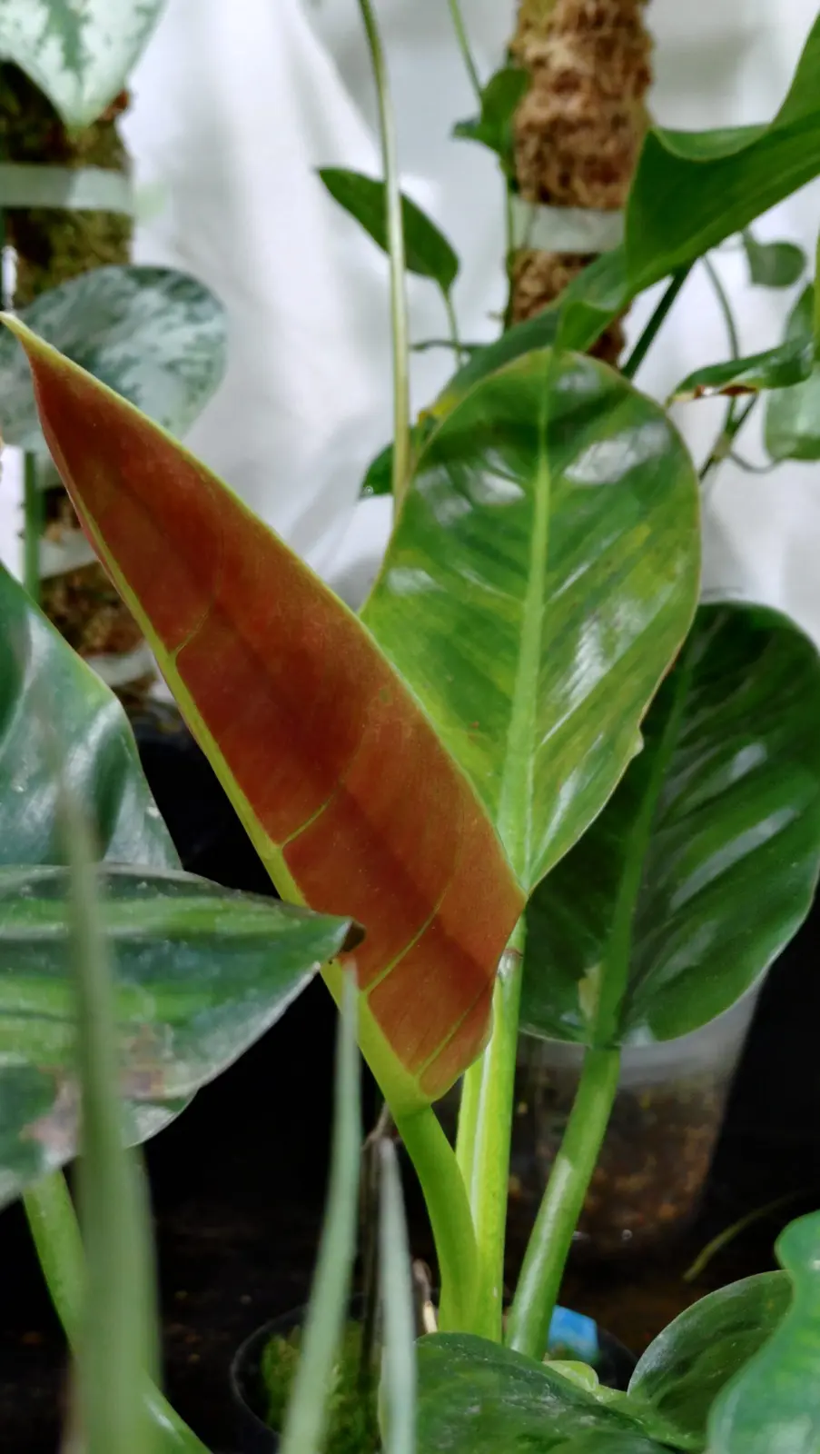 フィロデンドロン　サブハスタータム