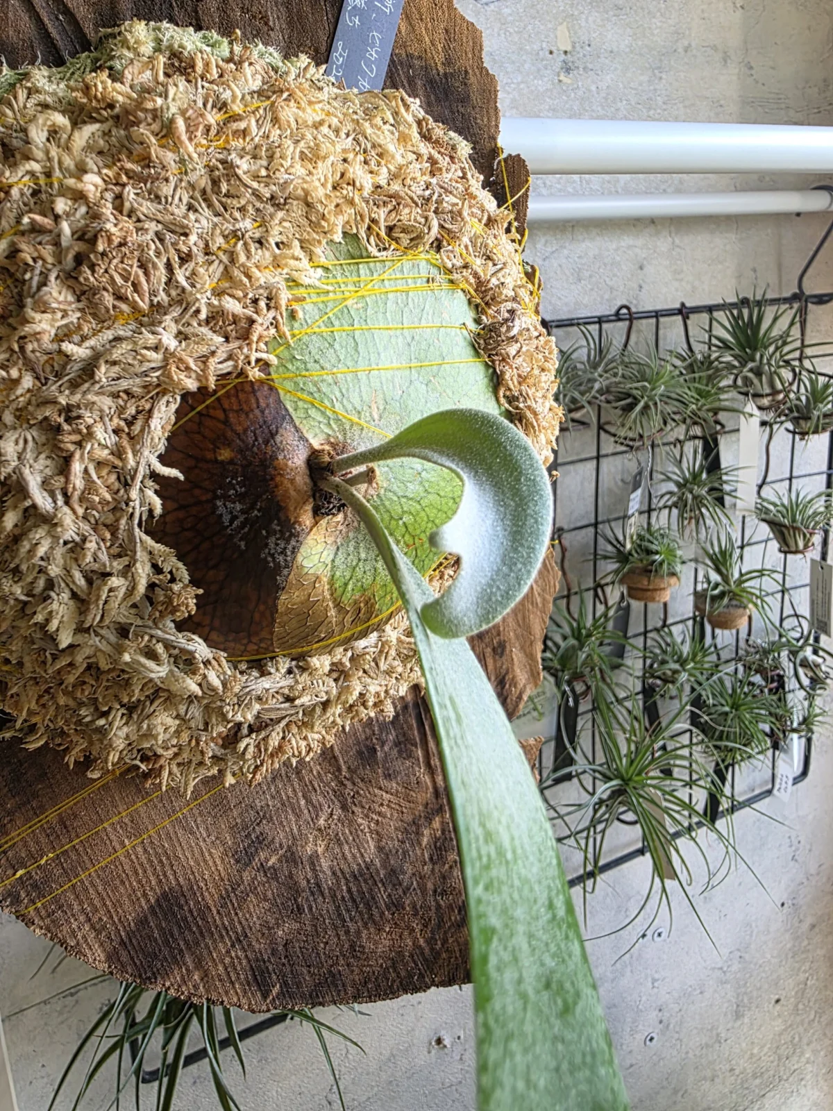 ビカクシダ 札落ち 直売所