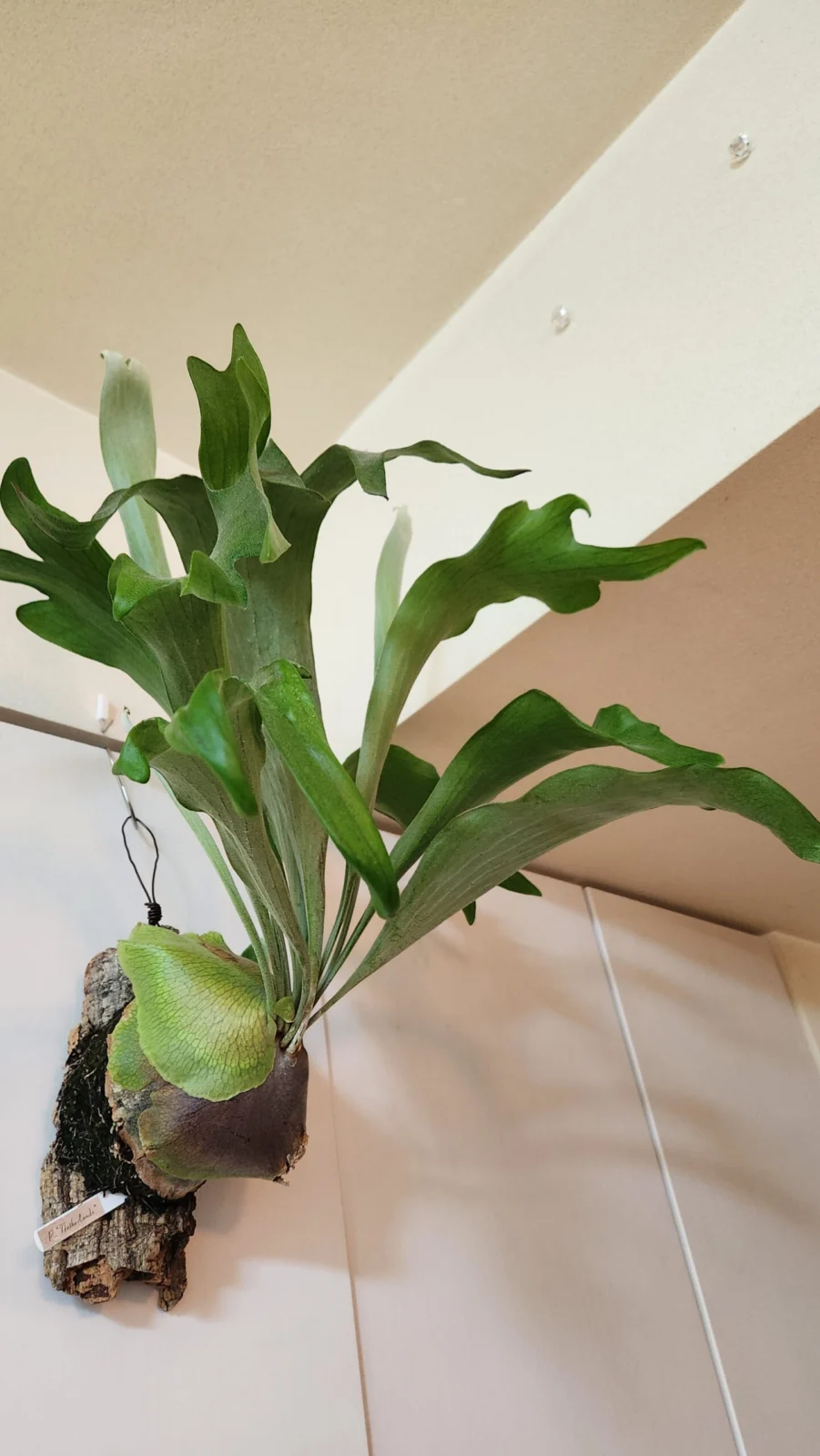 ビカクシダ　ネザーランド