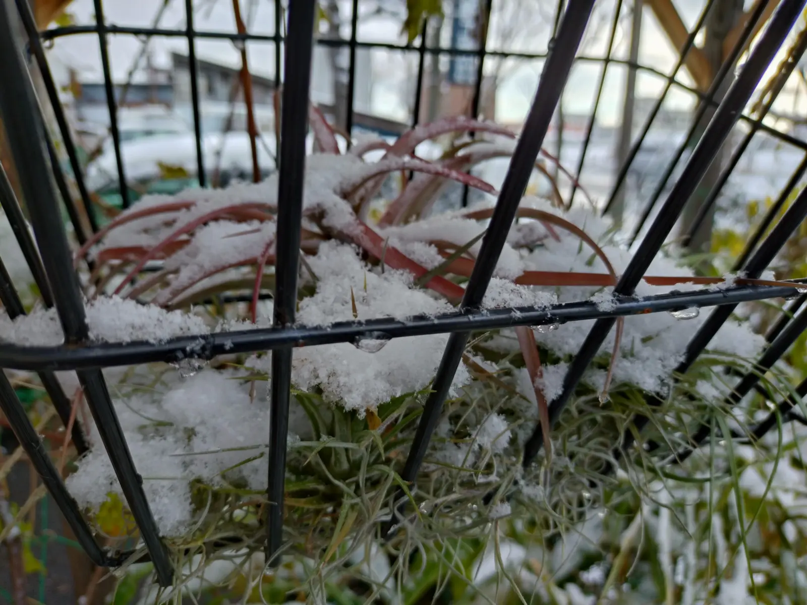 ティランジア　札落ち　耐寒試験