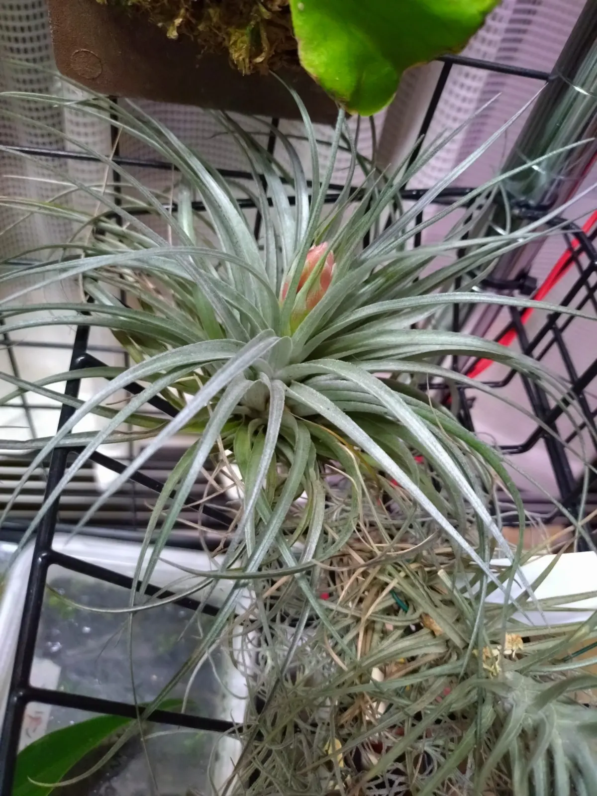 ティランジア　札落ち