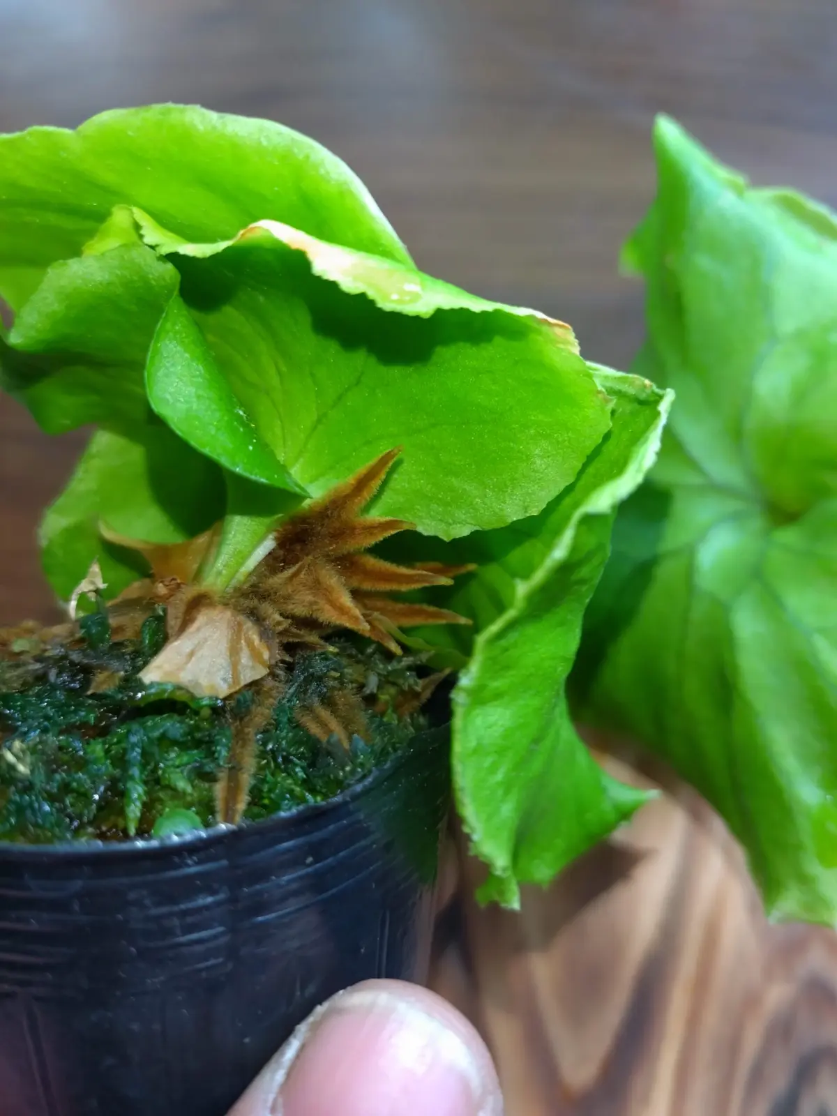 ビカクシダ　リドレイ　胞子培養